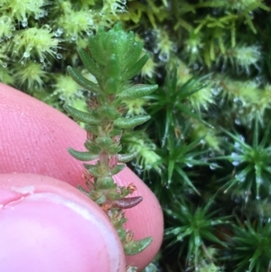 Crassula sieberiana at Acton, ACT - 20 Jul 2021 10:47 AM