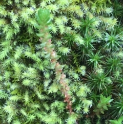 Crassula sieberiana at Acton, ACT - 20 Jul 2021