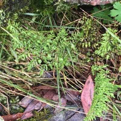 Cheilanthes austrotenuifolia (Rock Fern) at Black Mountain - 20 Jul 2021 by Ned_Johnston