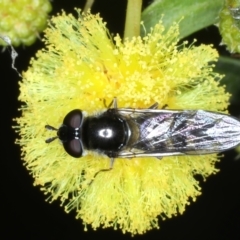 Melangyna viridiceps (Hover fly) at Hackett, ACT - 13 Jul 2021 by jbromilow50