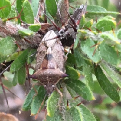 Oechalia schellenbergii (Spined Predatory Shield Bug) at Majura, ACT - 10 Jul 2021 by jb2602