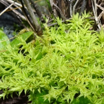 Triquetrella (A trailing moss) at Six Mile TSR - 10 Jul 2021 by JanetRussell