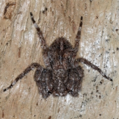 Stephanopis sp. (genus) (Knobbly crab spider) at Majura, ACT - 13 Jul 2021 by jb2602