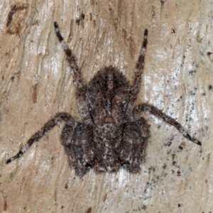 Stephanopis sp. (genus) at Majura, ACT - 13 Jul 2021