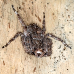 Stephanopis sp. (genus) at Majura, ACT - 13 Jul 2021 04:05 PM