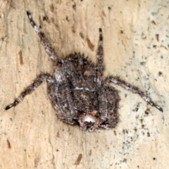 Stephanopis sp. (genus) at Majura, ACT - 13 Jul 2021