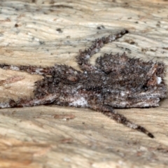 Stephanopis sp. (genus) at Majura, ACT - 13 Jul 2021