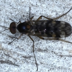 Sylvicola dubius (Wood-gnat) at Ainslie, ACT - 14 Jul 2021 by jbromilow50