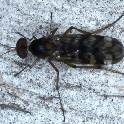 Sylvicola dubius (Wood-gnat) at Ainslie, ACT - 14 Jul 2021 by jb2602