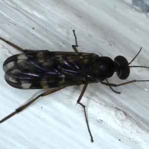 Sylvicola dubius at Ainslie, ACT - 14 Jul 2021