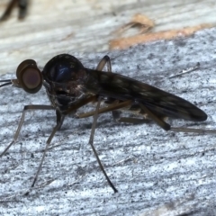 Sylvicola dubius at Ainslie, ACT - 14 Jul 2021