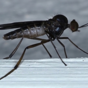 Sylvicola dubius at Ainslie, ACT - 14 Jul 2021