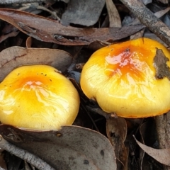 Cortinarius sinapicolor (Slimy Yellow Cortinar) at Point 3852 - 19 Jul 2021 by drakes