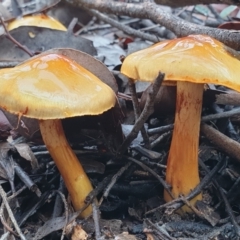 Cortinarius sinapicolor at Point 3852 - 19 Jul 2021 10:06 AM