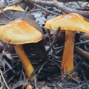 Cortinarius sinapicolor at Point 3852 - 19 Jul 2021 10:06 AM