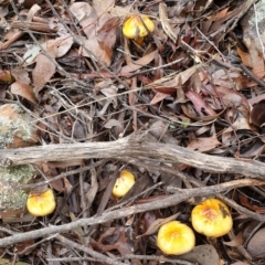 Cortinarius sinapicolor at Point 3852 - 19 Jul 2021 10:06 AM