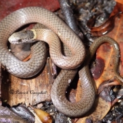 Drysdalia rhodogaster (Mustard-bellied Snake) at Blue Mountains National Park, NSW - 22 Mar 2018 by PatrickCampbell