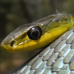 Dendrelaphis punctulatus (Green Tree Snake) at Blue Mountains National Park - 4 Dec 2016 by PatrickCampbell