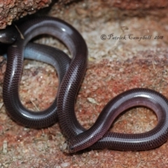 Anilios nigrescens (Blackish Blind Snake) at Blue Mountains National Park, NSW - 12 Dec 2018 by PatrickCampbell
