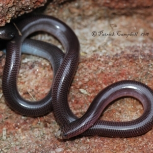 Anilios nigrescens at Blue Mountains National Park, NSW - suppressed