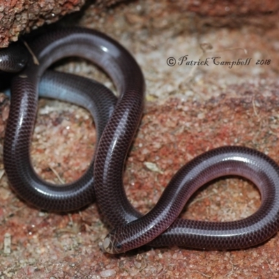 Anilios nigrescens (Blackish Blind Snake) at Blue Mountains National Park, NSW - 12 Dec 2018 by PatrickCampbell
