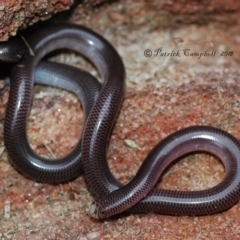 Anilios nigrescens (Blackish Blind Snake) at Blue Mountains National Park, NSW - 11 Dec 2018 by PatrickCampbell