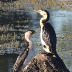 Microcarbo melanoleucos (Little Pied Cormorant) at Isabella Plains, ACT - 4 Apr 2021 by michaelb