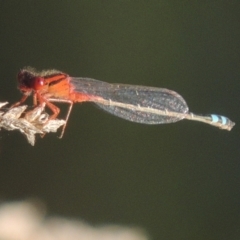 Xanthagrion erythroneurum (Red & Blue Damsel) at Isabella Plains, ACT - 4 Apr 2021 by MichaelBedingfield