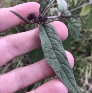 Solanum brownii at Acton, ACT - 13 Jul 2021