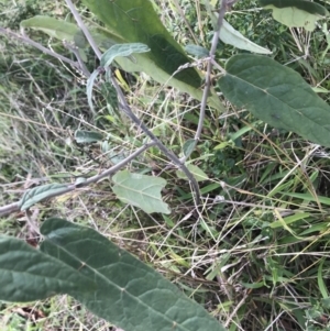 Solanum brownii at Acton, ACT - 13 Jul 2021