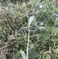 Solanum brownii at Acton, ACT - 13 Jul 2021