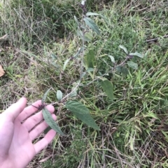 Solanum brownii at Acton, ACT - 13 Jul 2021