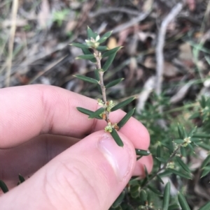 Monotoca scoparia at Acton, ACT - 13 Jul 2021