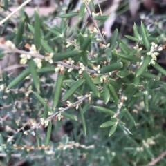 Monotoca scoparia at Acton, ACT - 13 Jul 2021