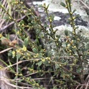 Phyllanthus occidentalis at Acton, ACT - 13 Jul 2021