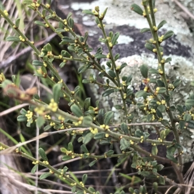 Phyllanthus occidentalis (Thyme Spurge) at ANBG South Annex - 13 Jul 2021 by Tapirlord