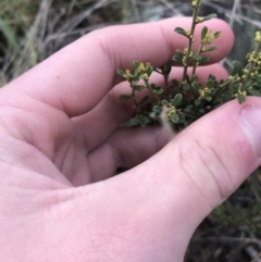 Phyllanthus occidentalis at Acton, ACT - 13 Jul 2021