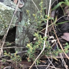 Phyllanthus occidentalis at Acton, ACT - 13 Jul 2021