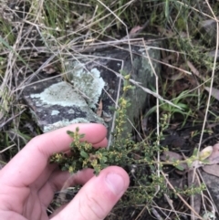 Phyllanthus occidentalis at Acton, ACT - 13 Jul 2021