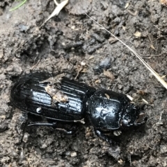 Aulacocyclus edentulus (Passalid beetle) at Acton, ACT - 13 Jul 2021 by Tapirlord