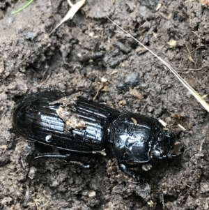 Aulacocyclus edentulus at Acton, ACT - 13 Jul 2021