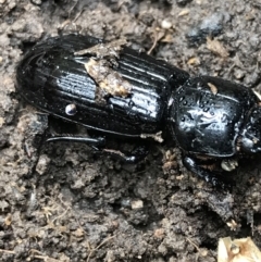 Aulacocyclus edentulus at Acton, ACT - 13 Jul 2021