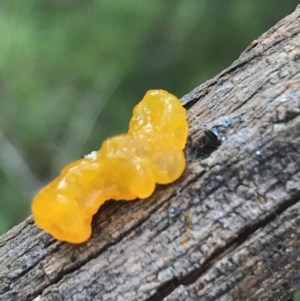 Tremella mesenterica at Acton, ACT - 13 Jul 2021 10:42 AM