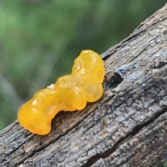 Tremella mesenterica (Witch's Butter or Yellow Brain) at Acton, ACT - 13 Jul 2021 by Tapirlord