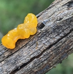 Tremella mesenterica at Acton, ACT - 13 Jul 2021 10:42 AM