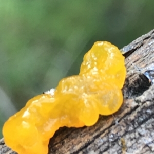 Tremella mesenterica at Acton, ACT - 13 Jul 2021