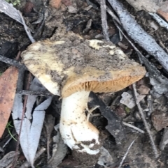 zz agaric (stem; gills not white/cream) at ANBG South Annex - 13 Jul 2021 by Tapirlord