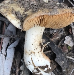 zz agaric (stem; gills not white/cream) at Acton, ACT - 13 Jul 2021 10:45 AM