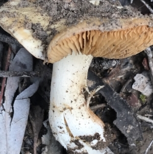 zz agaric (stem; gills not white/cream) at Acton, ACT - 13 Jul 2021