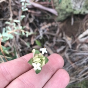 Pimelea linifolia subsp. linifolia at Acton, ACT - 13 Jul 2021
